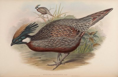 Pucrasia nipalensis by John Gould